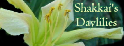 Shakkai's Daylilies